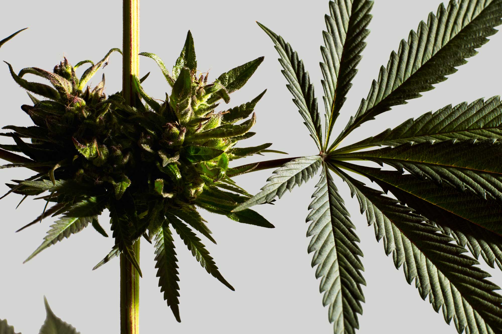 Cannabis plant photo