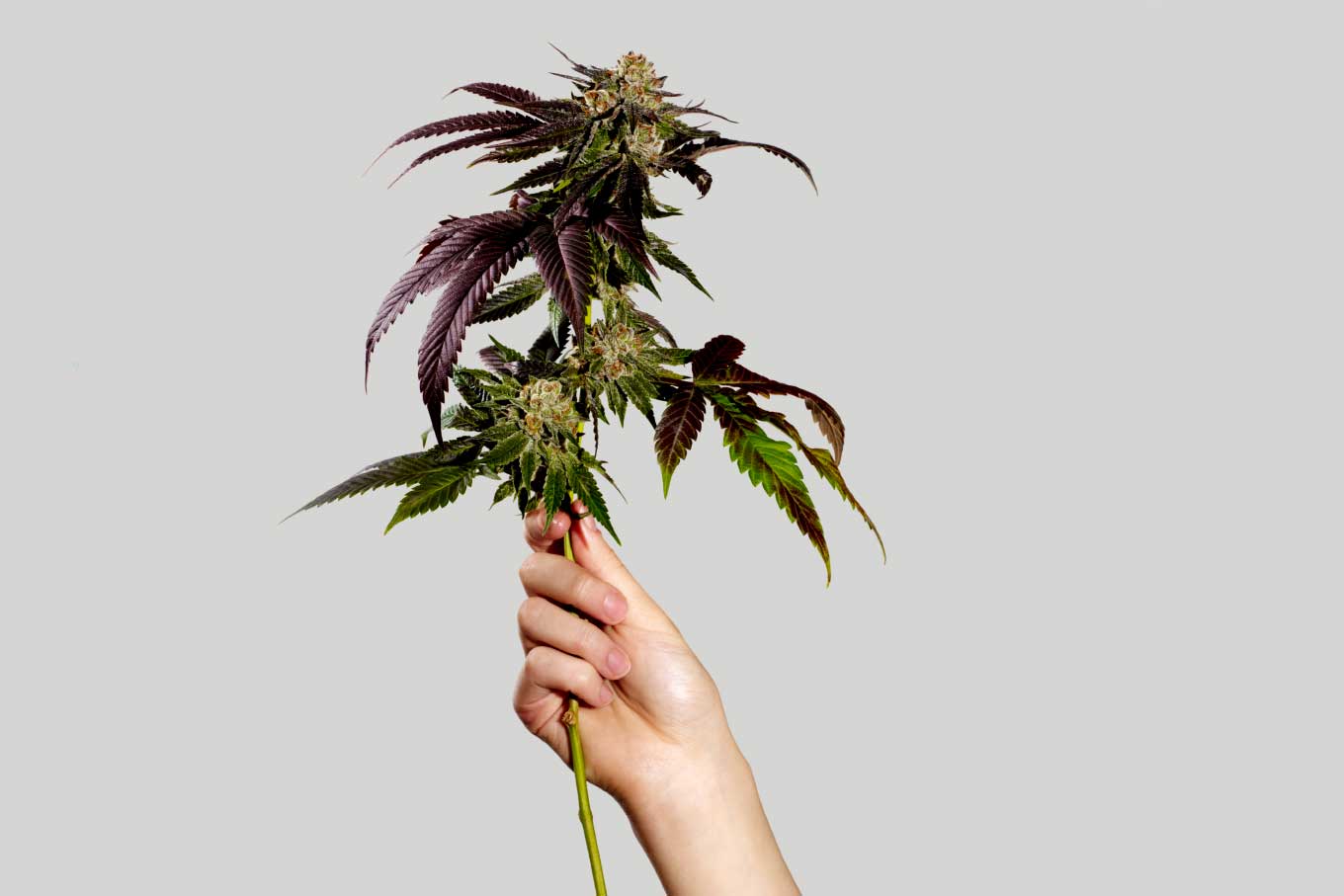 Cannabis plant photo