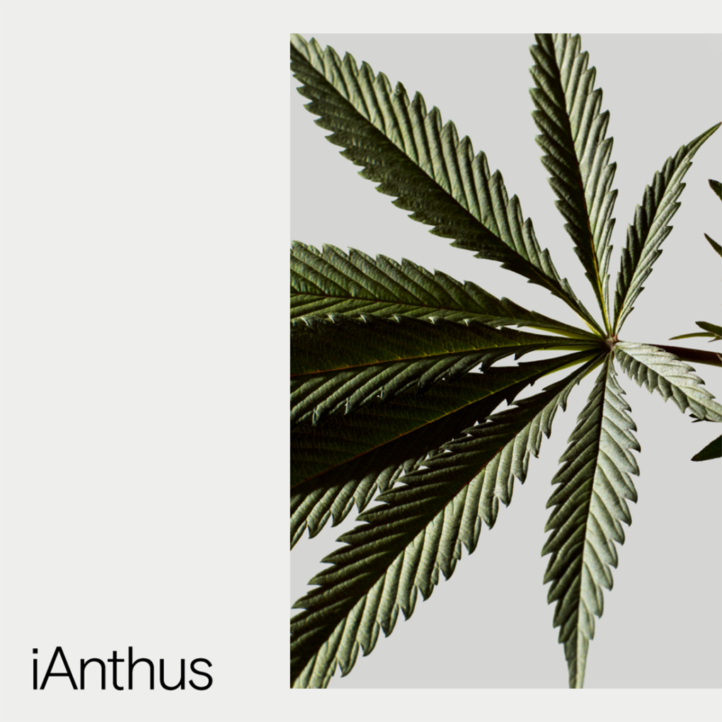 iAnthus logo and image design layout